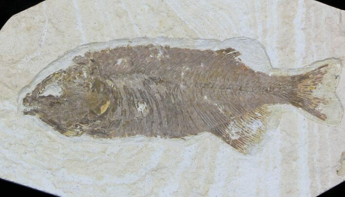 Very Rare Predatory Fish Eohiodon (Mooneye) - #33210